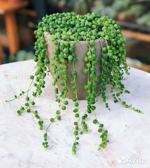 Суккуленты крестовник Роули укорененный