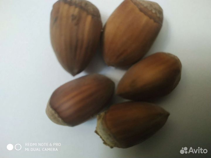 Саженцы фундука