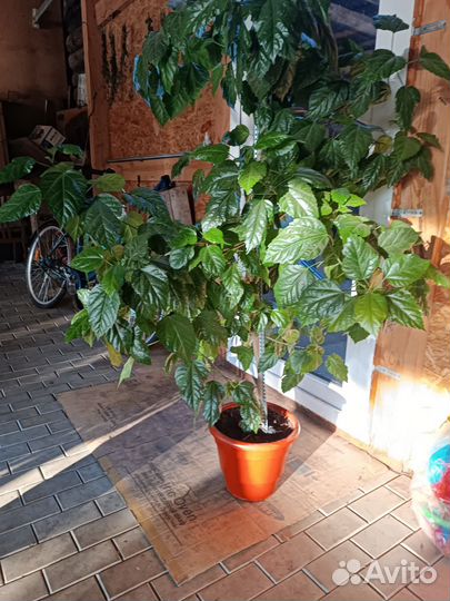 Гибискус цветущий красный (роза)