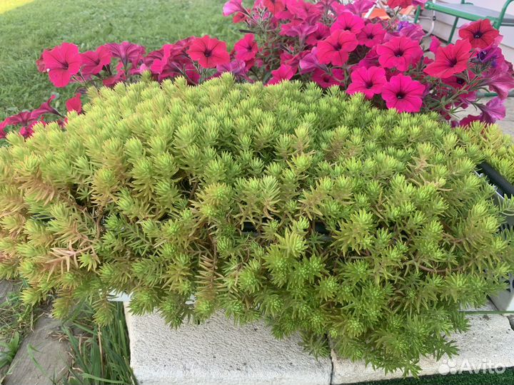 Суккулент седум лЕмон кОрал очиток