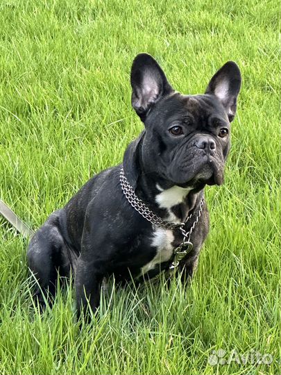 Французский бульдог вязка