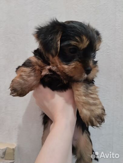 Йоркширский терьер