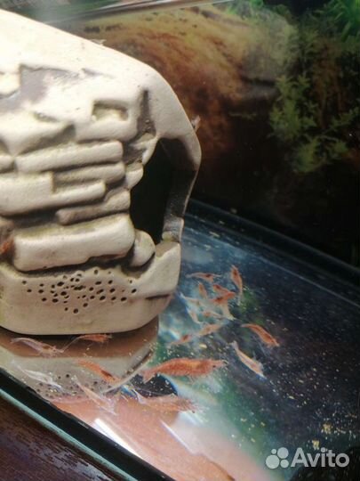 В хорошие руки с хорошим уходом