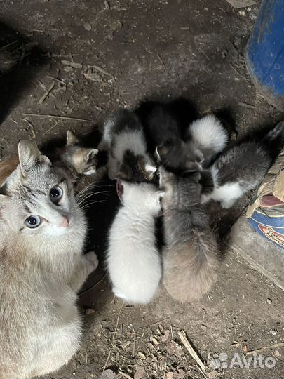 Котята в добрые руки 1 месяц