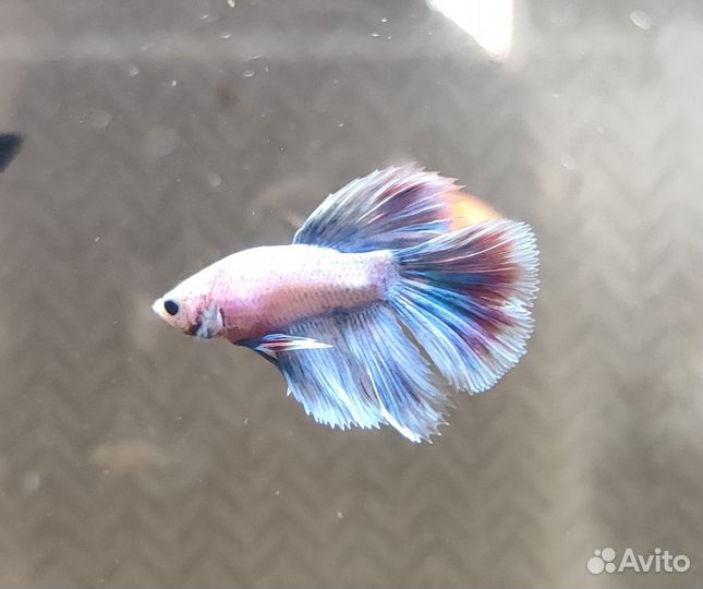 Рыбка петушок самец