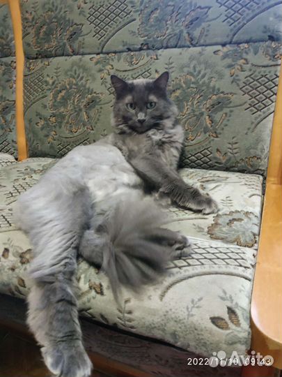Передержка кошек