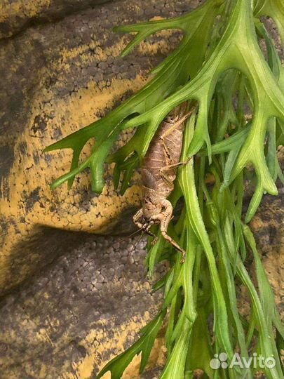 Мексиканские кузнечики