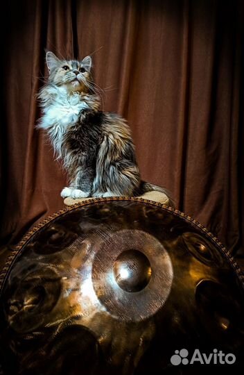 Ханг Хендпан D Romanian Hijaz 9 - нержавейка