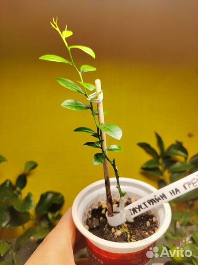 Микроцитрус Фаустрайм