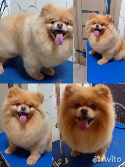 Груминг собак