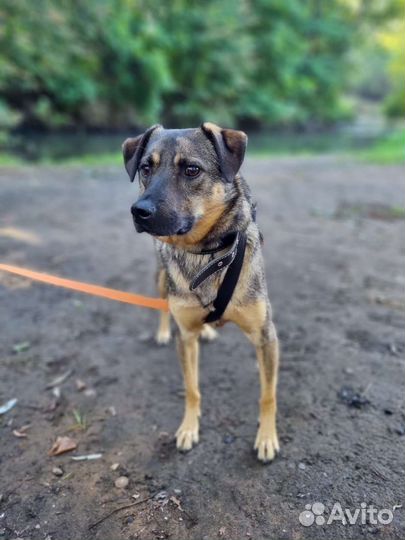 Собака в добрые руки отдам бесплатно