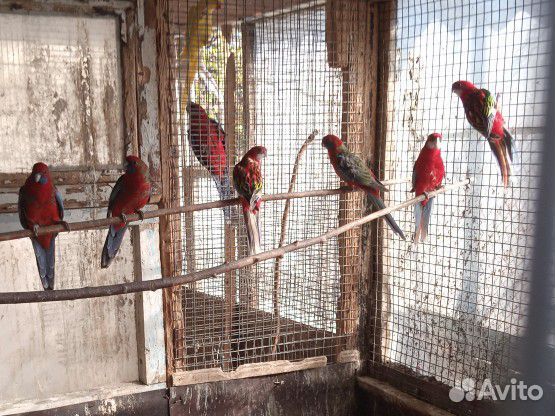 Попугай розелла