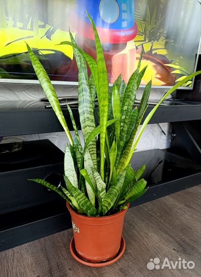 Сансевиерия зейланика