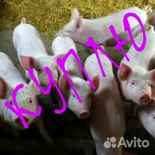 Поросята породы ландрас