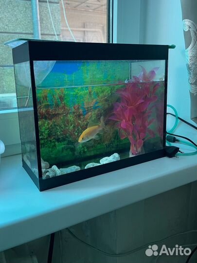 Аквариум