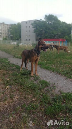 Щенок в добрые руки бесплатно