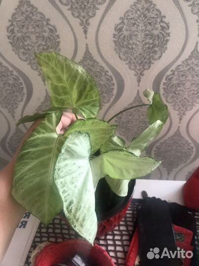 Антуриумы,Сингнониум, Бегония, фикусы