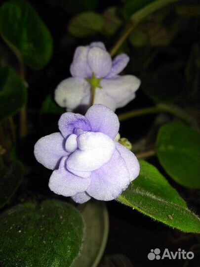 Фиалка голубой дунай