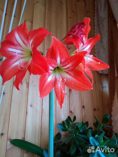 Амариллис красный