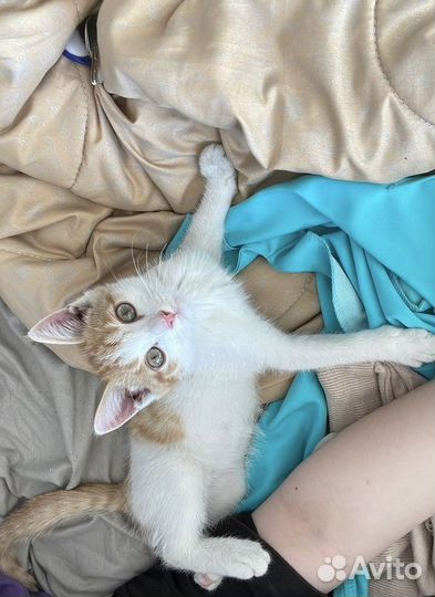 Котенок мальчик бесплатно
