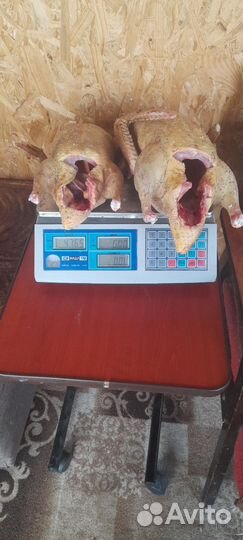Индоутки на мясо