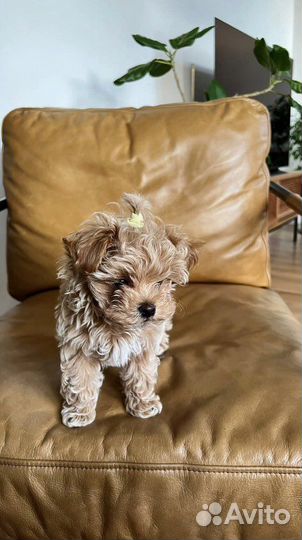 Мальтипу f1 micro mini кукленыш extra baby face