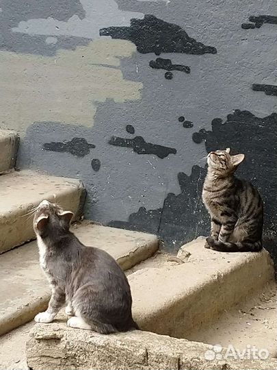 Лучано и Повороти в поисках семьи