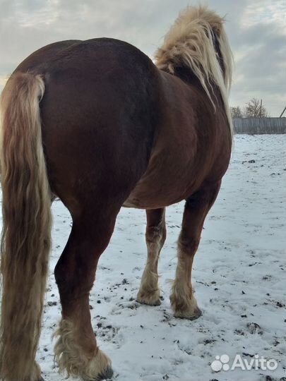 Жеребецы, кобылы