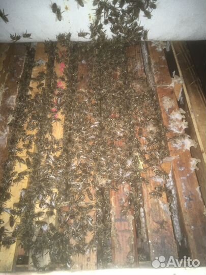 Пчелы бакфаст