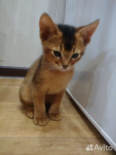 Абиссинские котята