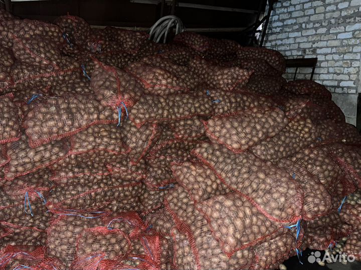 Картофель семенной