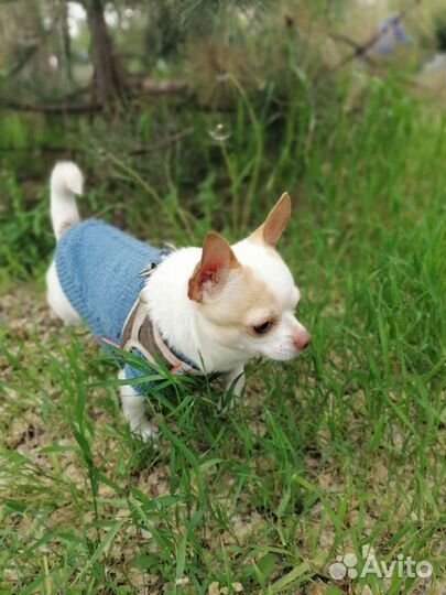 Вязка кобель чихуахуа