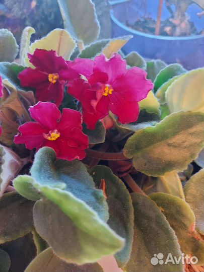 Сортовые фиалки