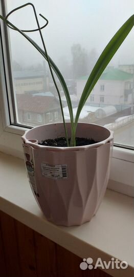 Гиппеаструм