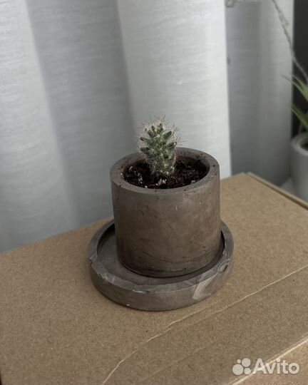 Кактус-малыш