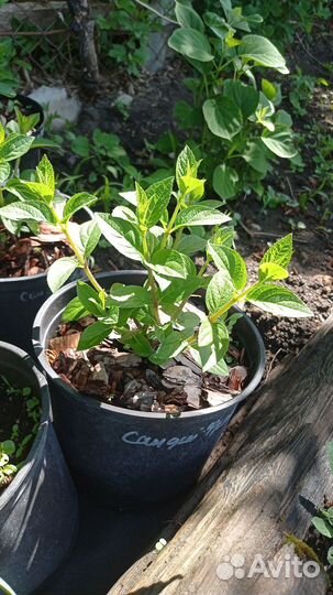 Декоративные растения для сада