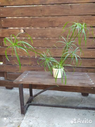 Циперус или болотная пальма