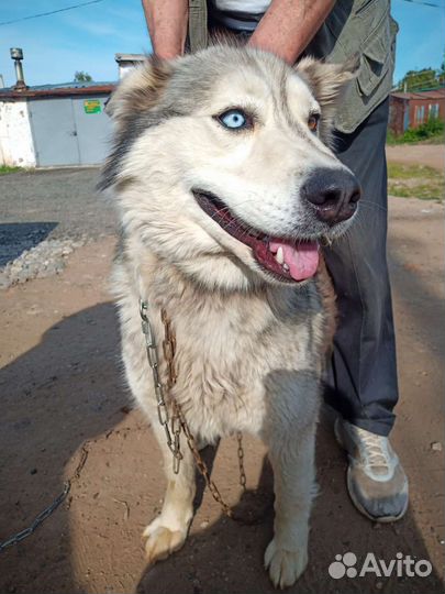 Аляскинский маламут