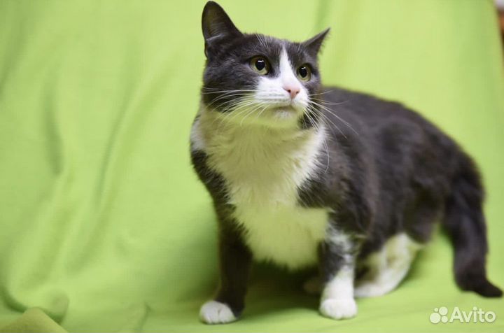 Красавица Мира в поисках дома