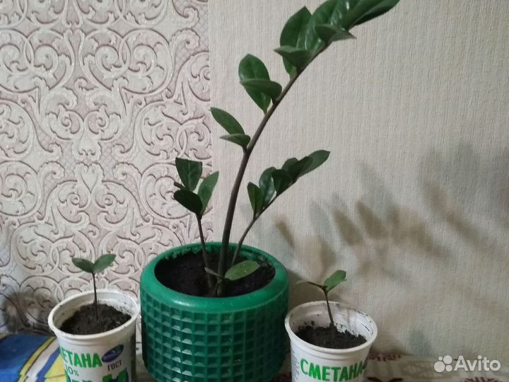 Замиокулькас