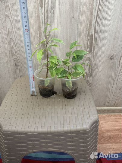 Фикус бенджамина Кинки