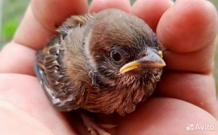 Выкорм птенцов