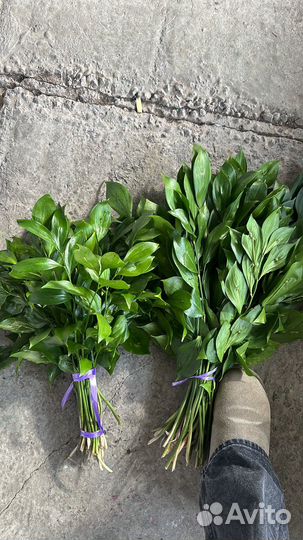 Зелень и Цветы для оформления свадеб и торжеств