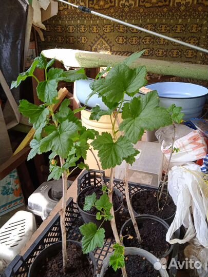 Саженцы смородины