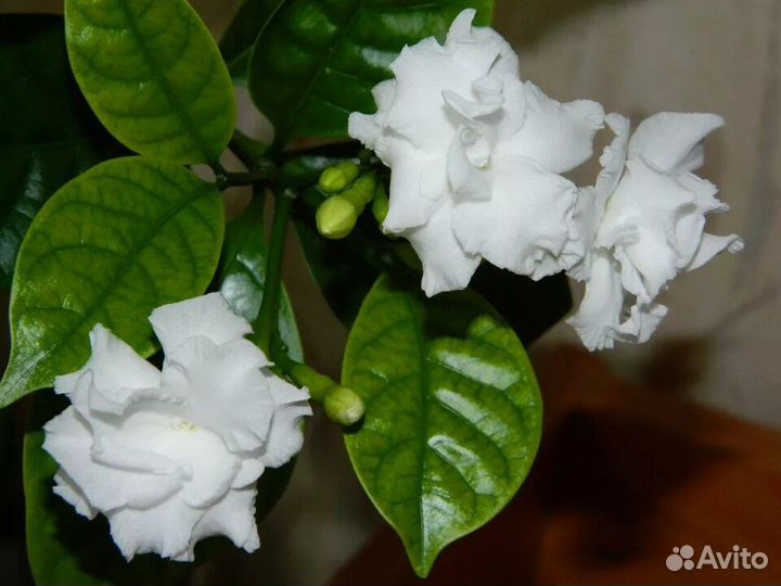 Гербарий табернемонтана