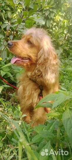 Кокер спаниель