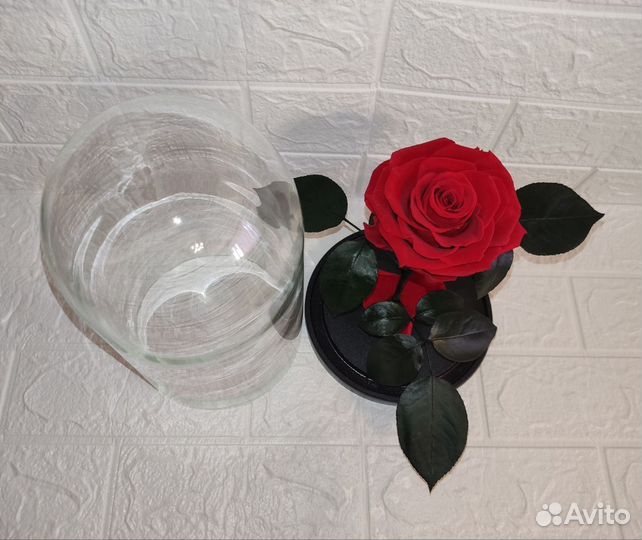 Роза стабилизированная в колбе