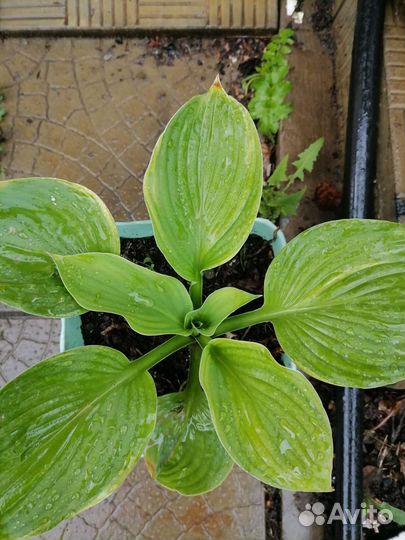 Хоста растение