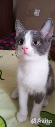 Милые котята ждут надежные и добрые руки