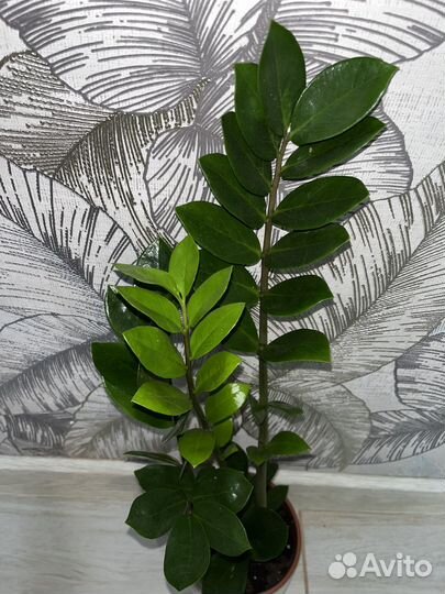 Замиокулькас